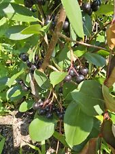 Black aronia berry for sale  Hilton