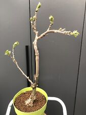 Large wisteria bonsai for sale  LIVERPOOL