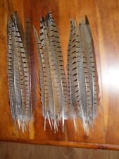 Cock pheasant tail for sale  ABERDEEN