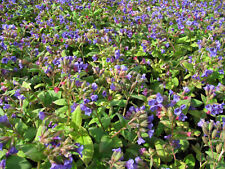 Lungenkraut pulmonaria angusti gebraucht kaufen  Westerstede