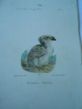 1875 birds haliaetus d'occasion  Expédié en Belgium