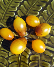 Indigo kumquat getopfte gebraucht kaufen  Mandelbachtal
