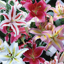 Oriental lily collection for sale  IPSWICH