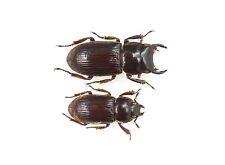 LUCANIDAE Aegus sp. 13mm pair From Irian Jaya for sale  Shipping to South Africa