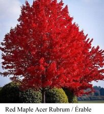 Red maple acer for sale  Shipping to Ireland