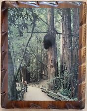 Calif. redwood sequoia for sale  Mentor