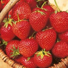 Strawberry plants sweet for sale  Staten Island