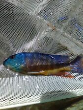 Royal sienna fossorochromis for sale  Riverview