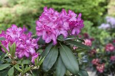 Rhododendron walküre 70 gebraucht kaufen  Westerstede