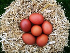 Welsummer hatching eggs for sale  APPLEBY-IN-WESTMORLAND