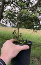 Abies grandis evergreen for sale  PENRITH