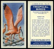 Scarlet ibis tropical for sale  SLEAFORD