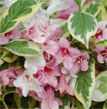 Pianta weigela usato  Terlizzi