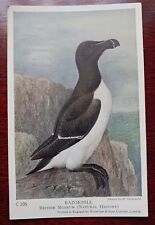 Razorbill bird postcard for sale  GRAVESEND