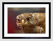 Falcon bird prey for sale  EDINBURGH