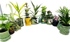 tropical pot plants for sale  Hacienda Heights