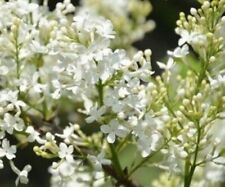 Lilac flower seeds for sale  Goldsboro