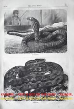 Snake king cobra for sale  Lake Villa
