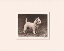 WESTIE WEST HIGHLAND WHITE TERRIER ORIGINAL VINTAGE 1931 DOG PRINT READY MOUNTED usato  Spedire a Italy