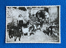 Cartolina taormina capre usato  Italia