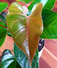 Rare anthurium kings for sale  Glenmoore