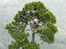 Samen bonsai himalaya gebraucht kaufen  Calw