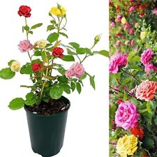 Rose bush trio for sale  GLASGOW