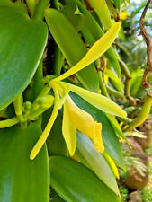 Vanilla spice orchid for sale  Saint Petersburg