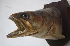 Fischpräparat huchen huchenko gebraucht kaufen  Johanniskirchen
