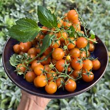 Wild tomato apricot for sale  Shipping to Ireland