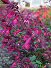 Salvia love wishes for sale  UK