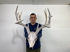 deer skulls animal for sale  Delphos