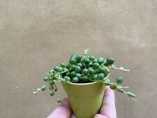 String pearl plant for sale  UK