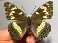 Nymphalidae LIMENITIS POPULI JEZOENSIS***** female Nr. 1  *****JAPAN, used for sale  Shipping to South Africa
