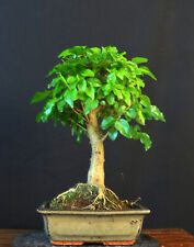 Bonsai chinese liguster for sale  Shipping to Ireland