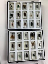 Insects resin set for sale  CRAIGAVON