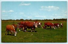 Postcard hereford beef for sale  Wichita