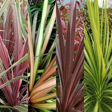 Cordyline 9cm pots for sale  GLASGOW