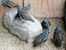Mountain quail hatching for sale  SHEFFIELD