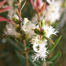 Melaleuca alternifolia 500 for sale  Shipping to Ireland