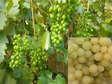Vitis vinifera millennium gebraucht kaufen  Saterland