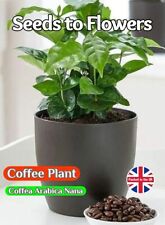 Coffee seeds coffea for sale  STOKE-ON-TRENT