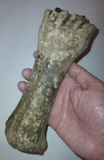 Bison metacarpal bone for sale  Glenwood