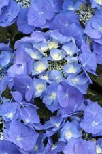 Hydrangea macrophylla blaumeis gebraucht kaufen  Westerstede