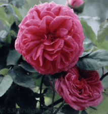 Strauch rose duc gebraucht kaufen  Kronburg