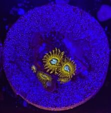 zoanthids for sale  Clifton