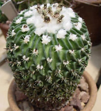 RARE STENOCACTUS PHYLLANTHUS echinofosulocactus exotic brain cacti seed 10 SEEDS for sale  Shipping to South Africa