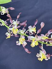 Dend. dendrobium orchid for sale  USA