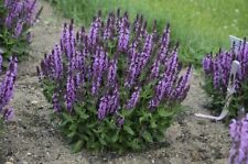 Steppe sage balkan for sale  Shipping to Ireland