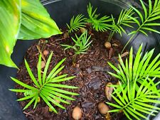 Sago palm seedling for sale  Gainesville